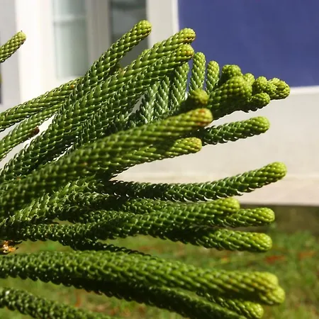 Gastronomico Araucaria מלון