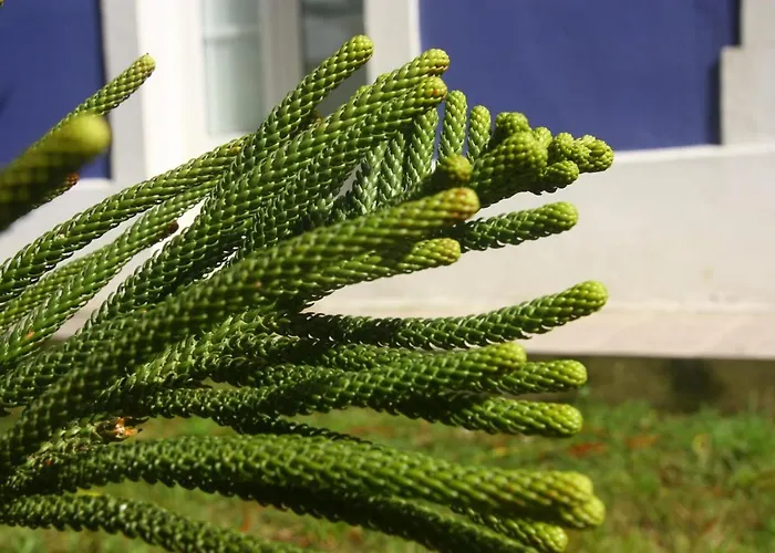 Gastronomico Araucaria Hotel