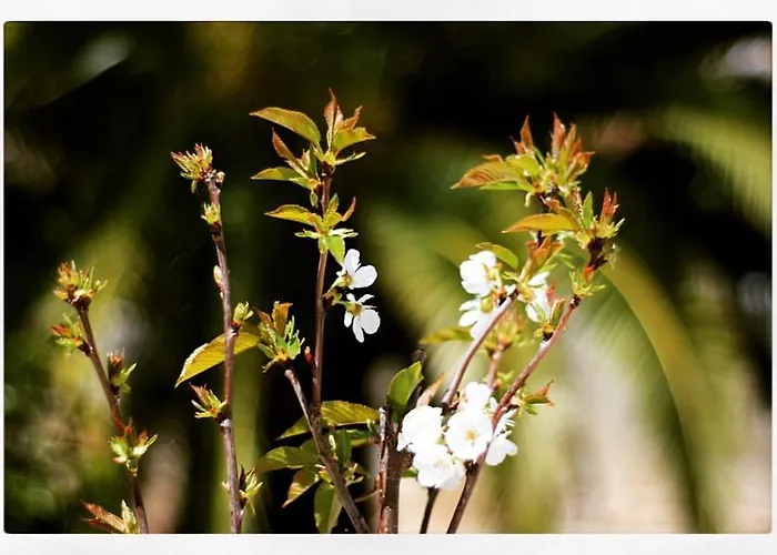 Hotel Gastronómico Araucaria
