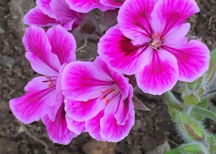 Hotel Gastronómico Araucaria